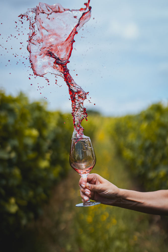 Vignoble – photo 4
