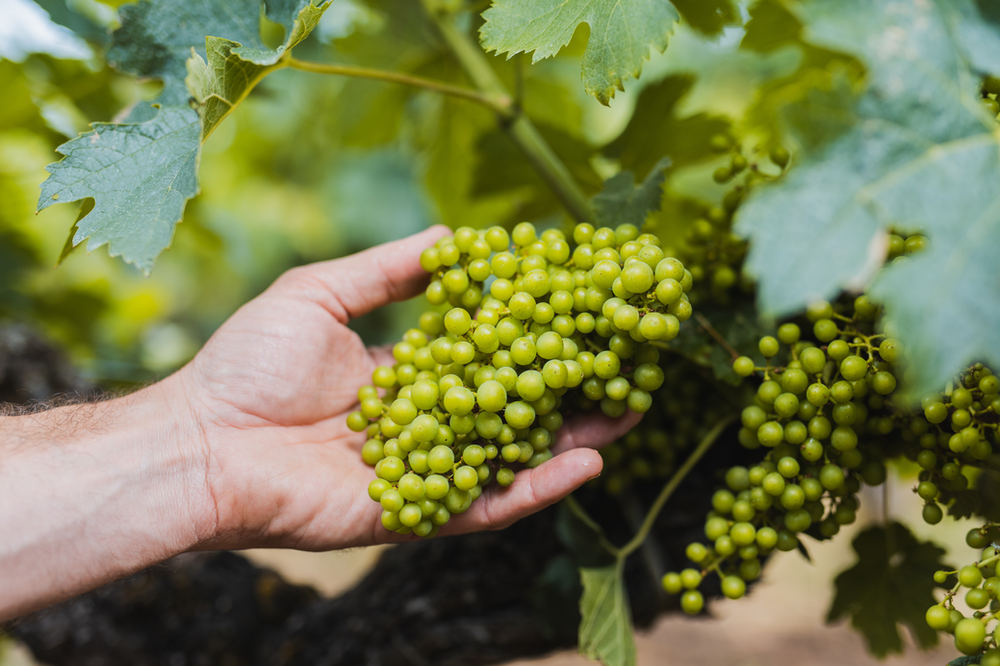 Vignoble – photo 12