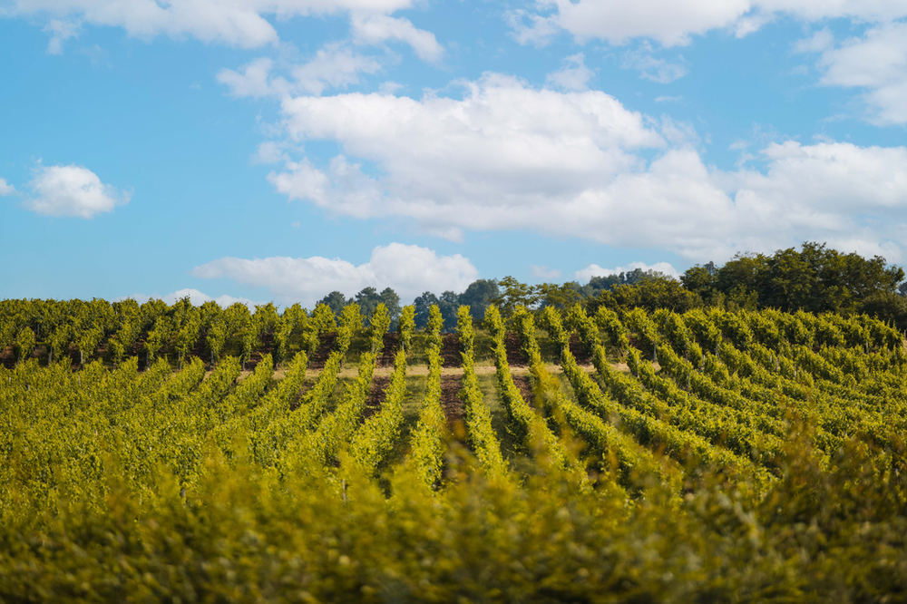 Vignoble – photo 11