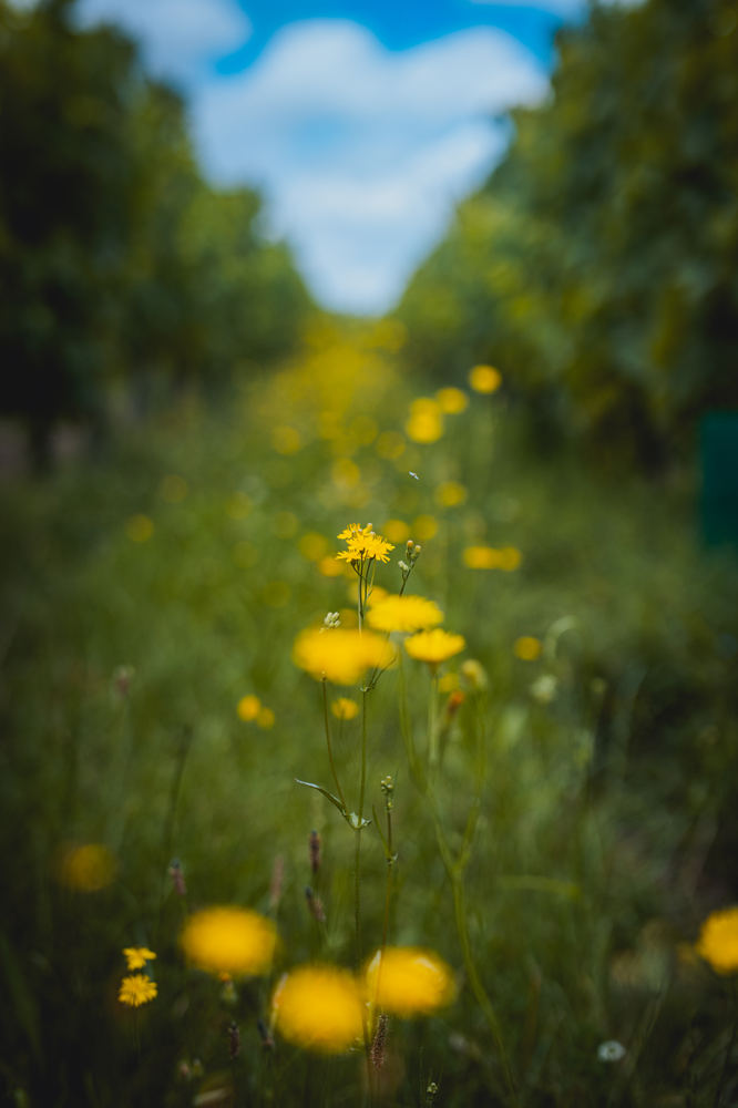 Vignoble – photo 3