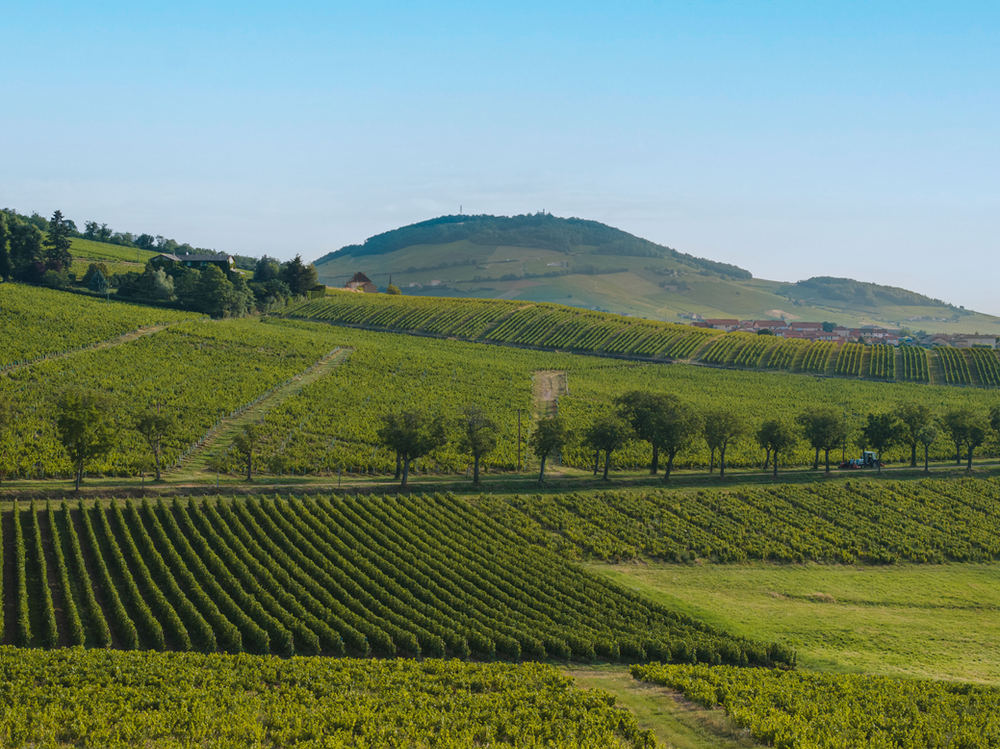 Vignoble – photo 10