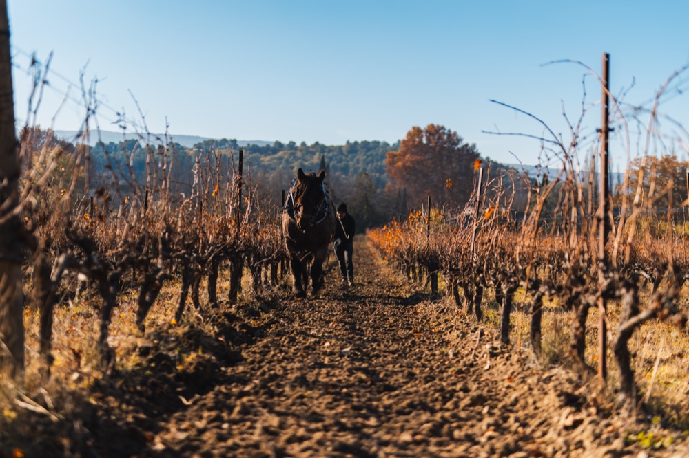 Vignoble – photo 8